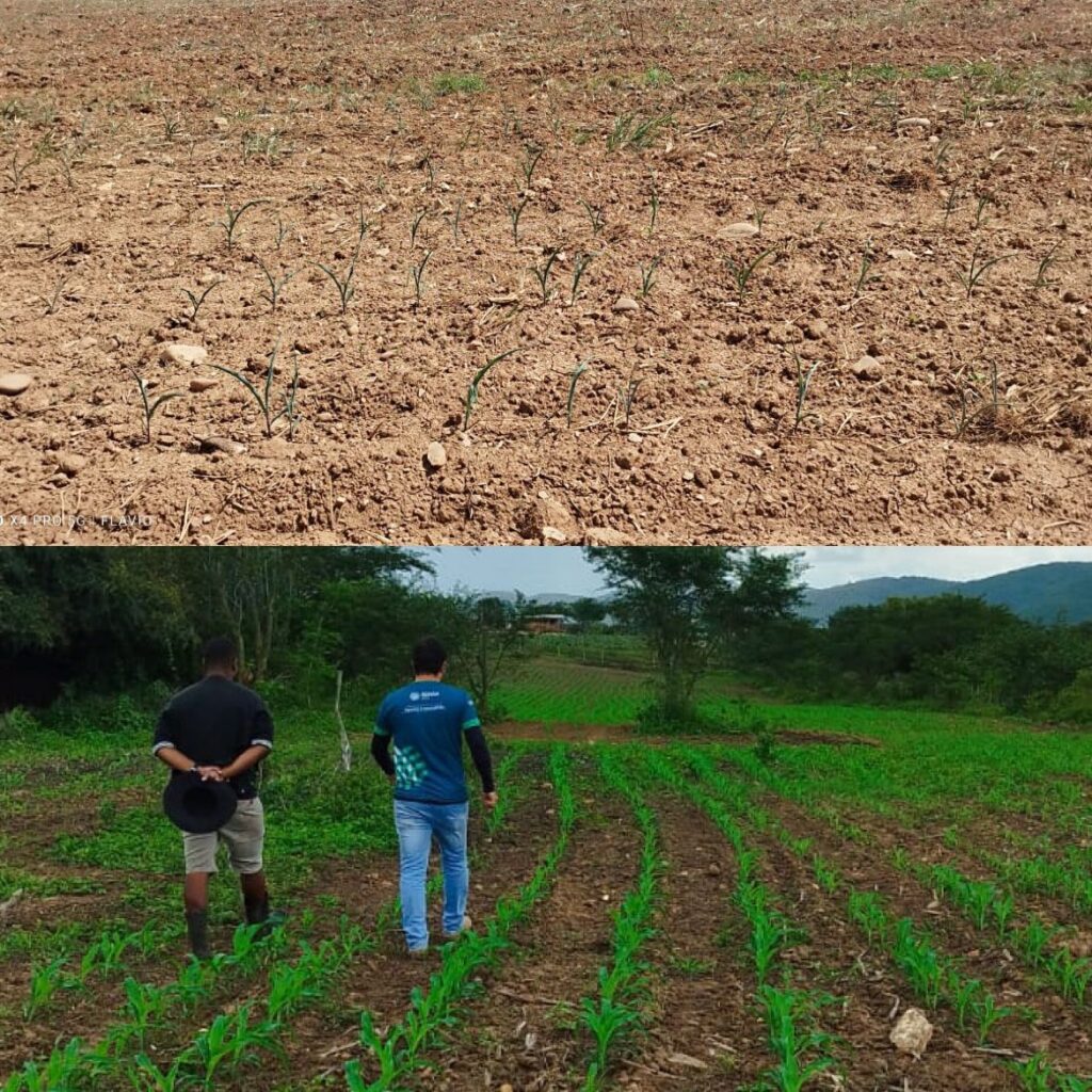 Em Pinhão, a chuva demorou a chegar e apesar de ter chegado, ainda houve registro de perda na lavoura do milho.